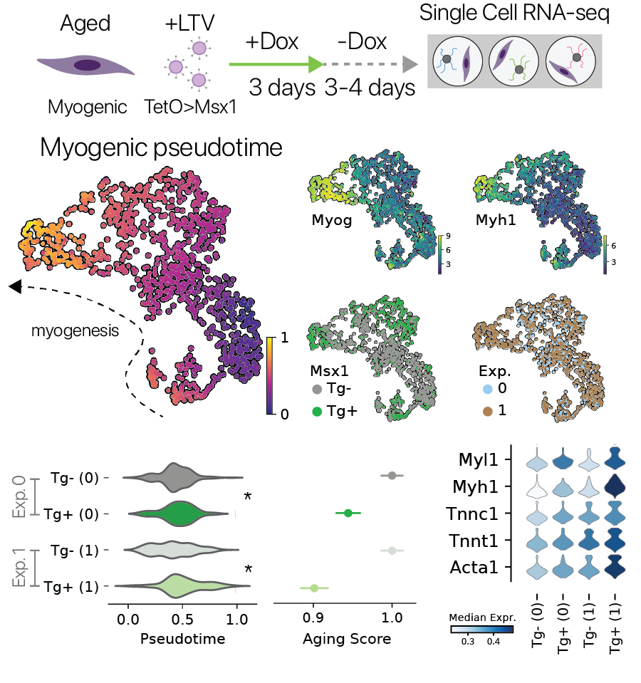 Murine aging cell atlas Calico research